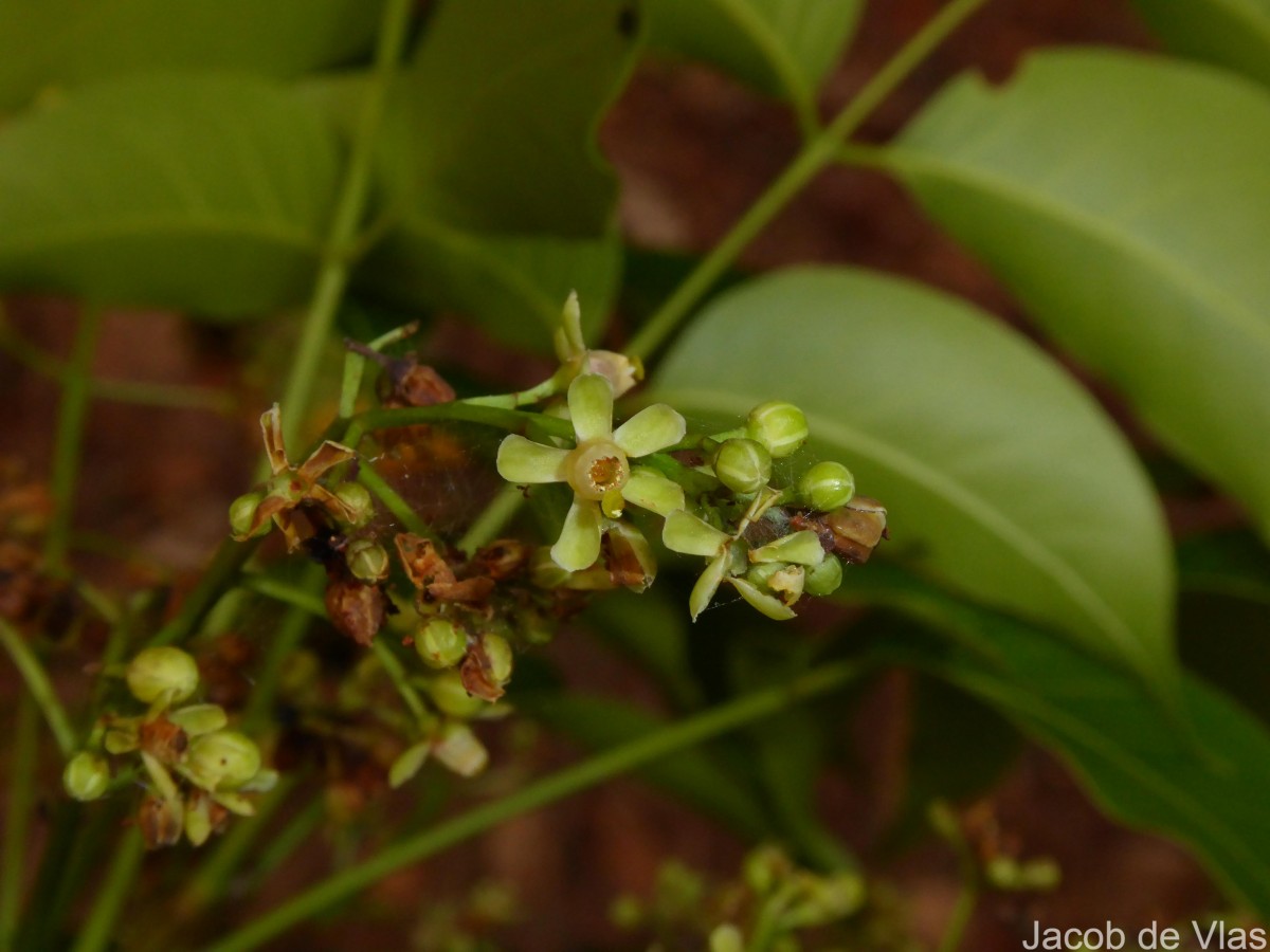 Myroxylon balsamum (L.) Harms